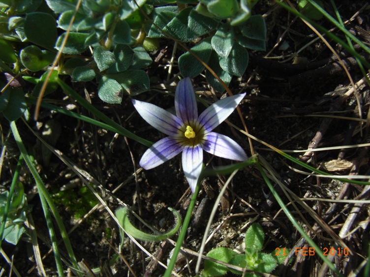 Romulea rollii